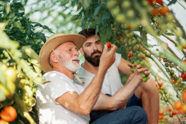 Baba ve oğul sera domates hasat kontrol
