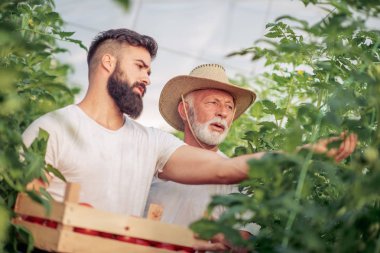 Baba ve oğul seradaki domates hasadını kontrol ediyor. İnsanlar, tarım, bahçıvanlık ve tarım kavramları..