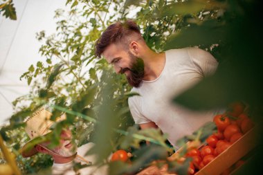 Baba ve oğul sera domates hasat kontrol edin. İnsanlar, tarım, bahçecilik ve tarım kavramı.