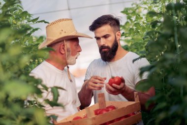 Baba ve oğul seradaki domates hasadını kontrol ediyor. İnsanlar, tarım, bahçıvanlık ve tarım kavramları..