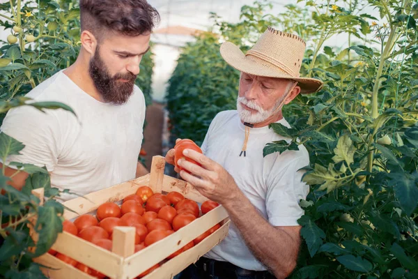 Vader Zoon Controleren Oogst Van Tomaten Kassen Mensen Landbouw Tuinieren — Stockfoto