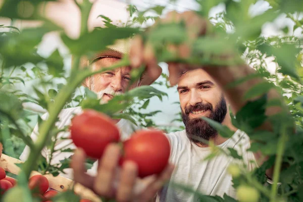 Πατέρας Και Γιος Ελέγχουν Συγκομιδή Της Ντομάτας Στο Πράσινο Άνθρωποι — Φωτογραφία Αρχείου