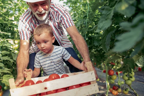 Dede ve torunu birlikte çalışan bir sera içinde.