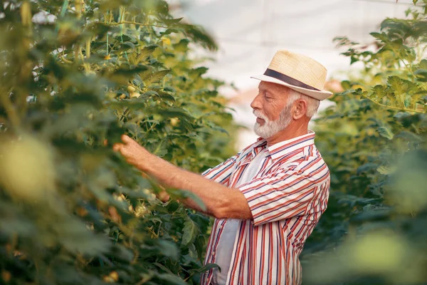 Oudere Tuinman Werken Kas Close — Stockfoto