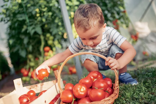 Petit Garçon Ramassant Des Tomates Serre — Photo