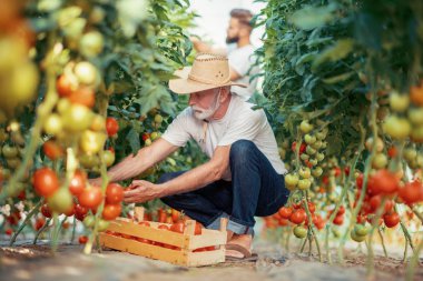 Baba ve oğul sera domates hasat kontrol edin. İnsanlar, tarım, bahçecilik ve tarım kavramı.