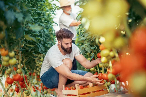 Père Fils Contrôlent Récolte Des Tomates Serre Concept Des Personnes — Photo