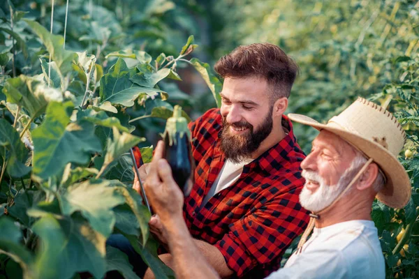 Pai Filho Verificar Colheita Berinjela Greenhouse People Agricultura Jardinagem Conceito — Fotografia de Stock