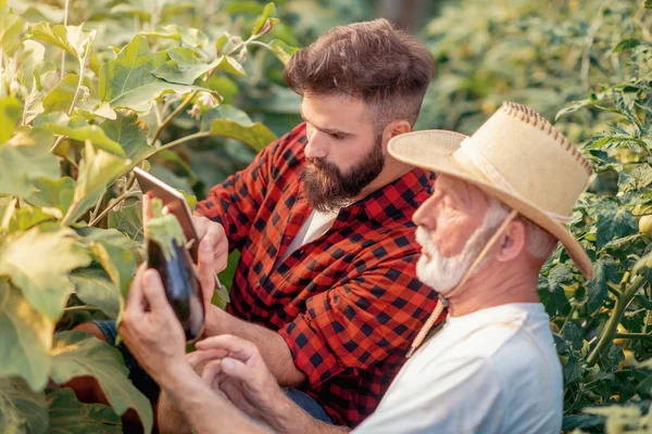 Father Son Check Harvest Eggplant Greenhouse People Farming Gardening Agriculture — Stock Photo, Image