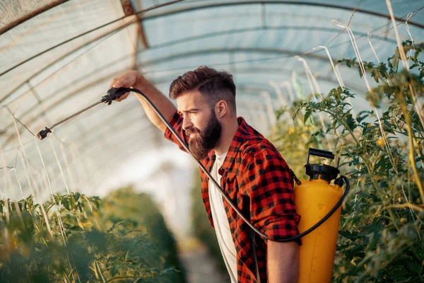 Young Man Greenhouse Spraying Plants — Stock Photo, Image