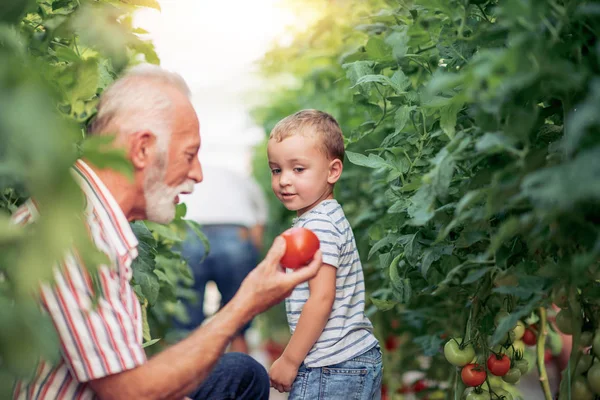 Farfar Och Hans Sonson Ett Växthus Hackar Tomat Tillsammans — Stockfoto