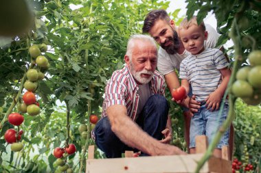 Birlikte serada çalışan aile. Dedem, oğlu ve torunu aile bahçesinde çalışırken portresi.
