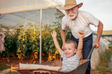 Dede ve torunu sera domates hasat kontrol edin. İnsanlar, tarım, bahçecilik ve tarım kavramı.