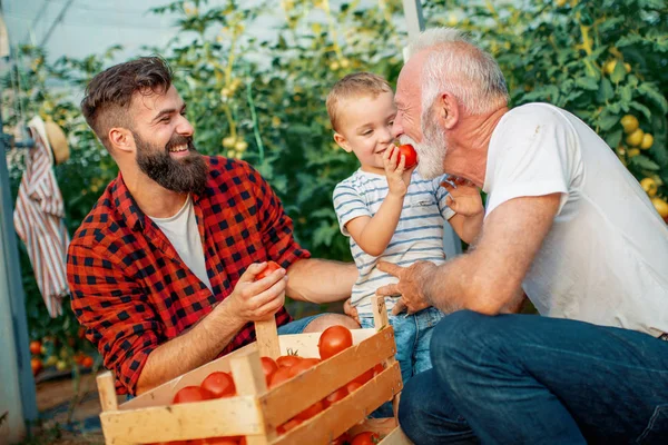 Familjen Arbetar Tillsammans Växthus Porträtt Farfar Son Och Sonson Medan — Stockfoto