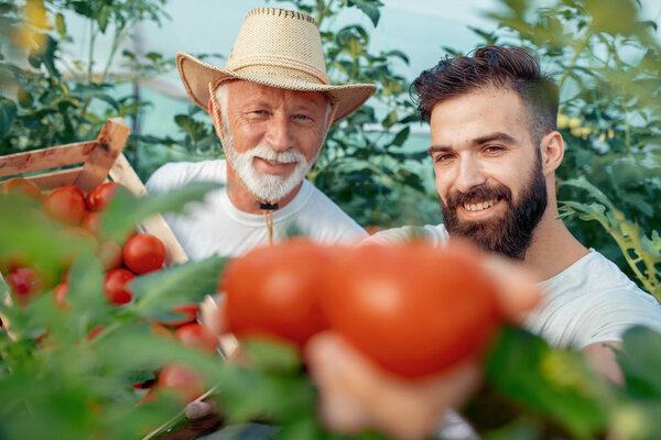 Father and son check harvest of tomatoes in greenhouse.People,farming, gardening and agriculture concept.