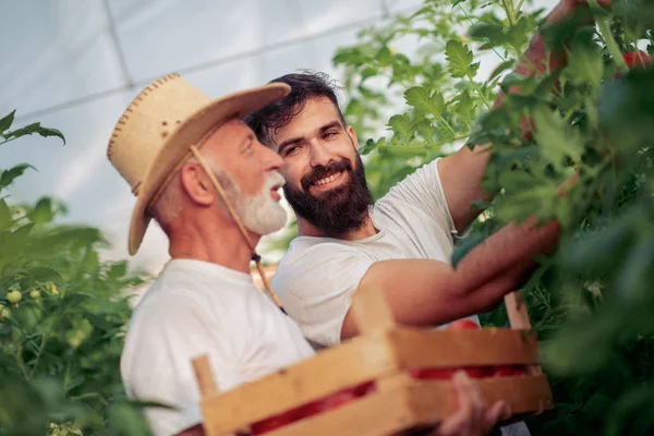 Twee Gelukkige Boeren Uitchecken Tomaten Oogst Kas Bij Daglicht — Stockfoto