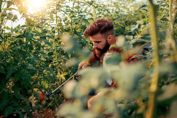 Hombre Rociando Verduras Jardín Cerca —  Fotos de Stock