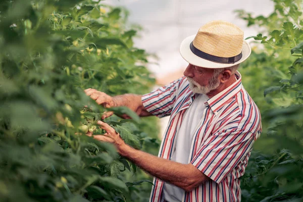 Man Van Senior Een Kas Met Tomaten Oogsten — Stockfoto