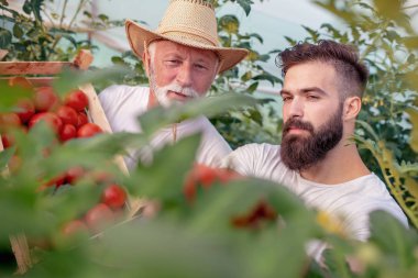 İki çiftçi sera, bitkilerde kontrol yakın çekim.