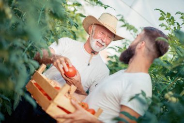 İki çiftçi sera, bitkilerde kontrol yakın çekim.