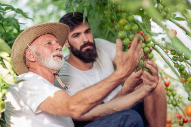 Gülümseyen bahçıvanlar bir serada çalışma.