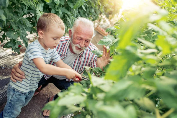 Farfar Och Barnbarn Arbetar Växthuset Plocka Tomater — Stockfoto