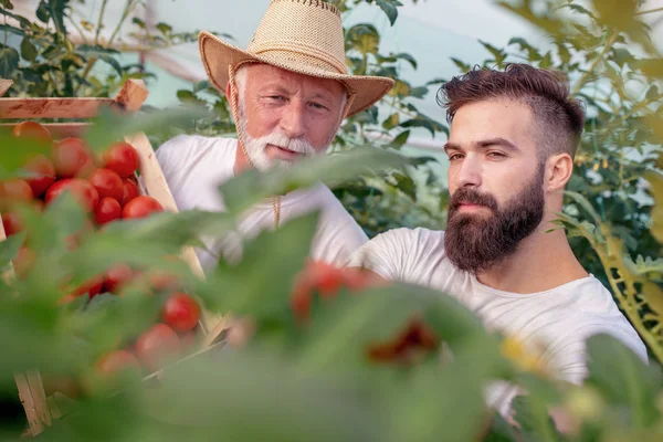 İki çiftçi sera, bitkilerde kontrol yakın çekim.