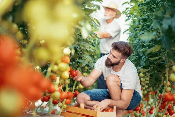 İki çiftçi sera, bitkilerde kontrol yakın çekim.