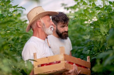 Baba ve oğul sera domates hasat kontrol