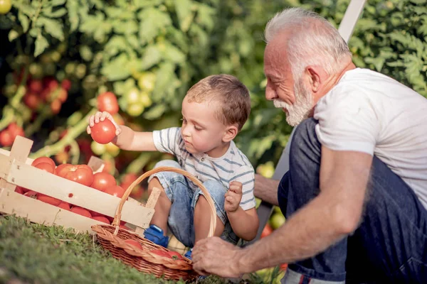 Farfar Och Hans Sonson Plocka Tomater Tillsammans — Stockfoto