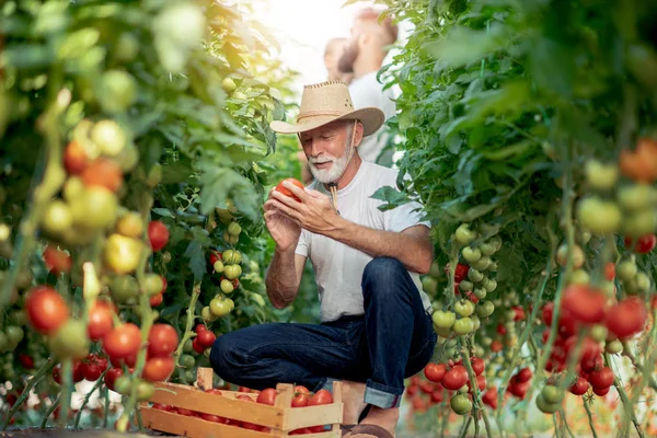 Oude Mannelijke Boer Hoed Uitchecken Tomaten Oogst Kas Bij Daglicht — Stockfoto