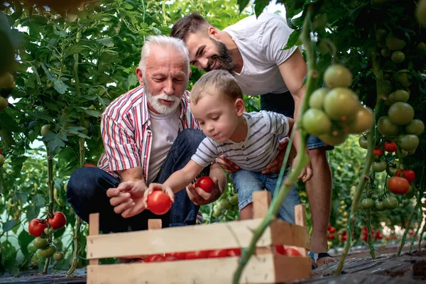 Farfar Son Och Sonson Plocka Tomater — Stockfoto
