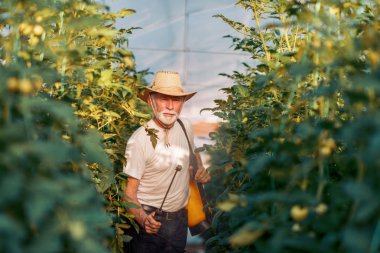 Sera domates püskürtme olgun adam