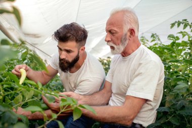 Baba ve oğul serada biber hasat toplama