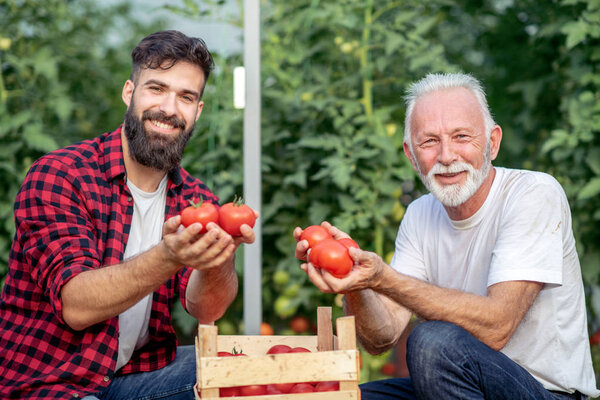 Father and son picking harvest of tomatoes in greenhouse