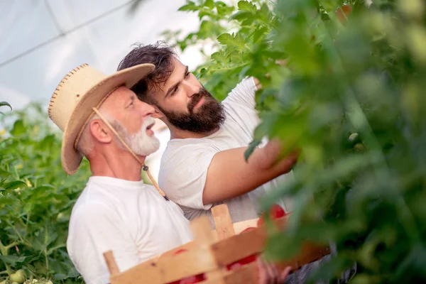 Vader Zoon Oogst Van Tomaten Plukken Kas — Stockfoto