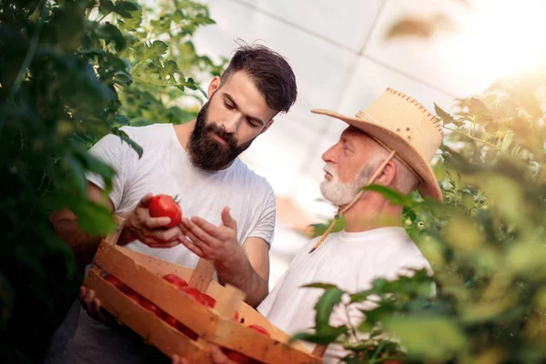 Père Fils Cueillant Récolte Tomates Serre — Photo