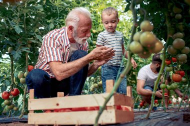 Dedem, oğlu ve domates kadar toplama ve birlikte sera ışığında çalışan torunu
