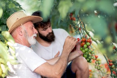hasır şapka ve genç oğlu kontrol dışarı domates hasat sera içinde üst düzey baba
