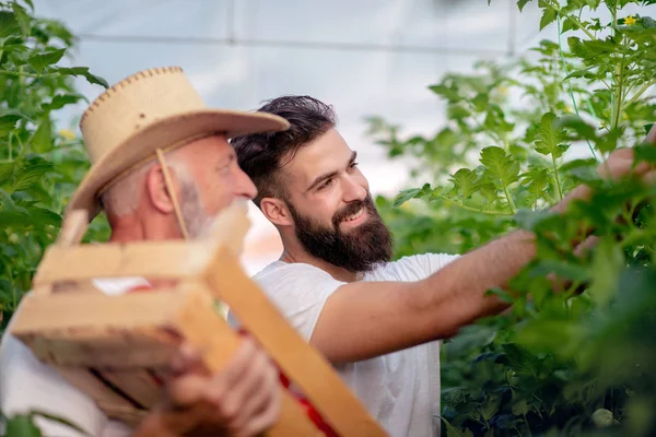 Doi Fermieri Fericiți Care Verifică Recolta Plantelor Seră Lumina Zilei — Fotografie, imagine de stoc