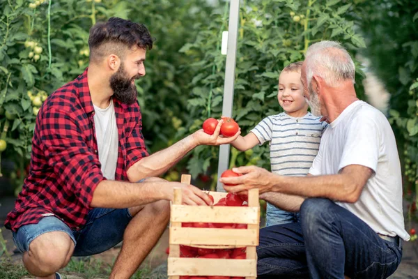Glad Farfar Son Och Barnbarn Plocka Upp Tomater Och Arbetar — Stockfoto