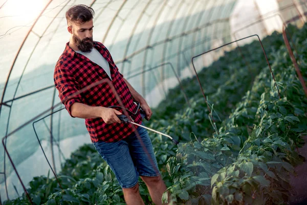 Jovem Agricultor Pulverizando Plantas Estufa Luz Dia — Fotografia de Stock