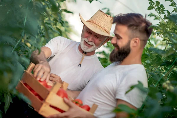 모자와 온실에서 토마토 수확을 체크아웃 아들의 아버지 — 스톡 사진