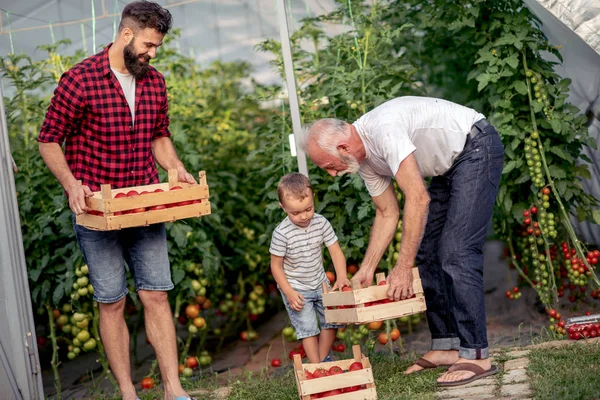 Großvater Sohn Und Enkel Heben Kisten Mit Tomaten Auf Und — Stockfoto