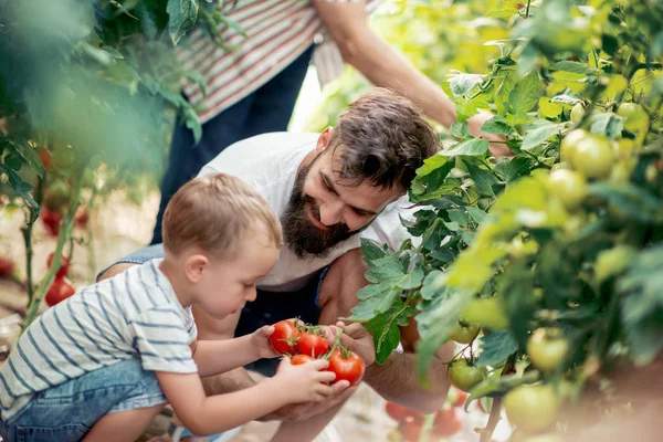 Ojciec Syn Sprawdzałeś Zbiory Pomidorów Szklarni Świetle Dziennym — Zdjęcie stockowe