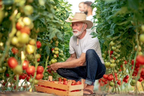 Agriculteur Masculin Senior Chapeau Vérifier Grande Récolte Tomates Serre — Photo