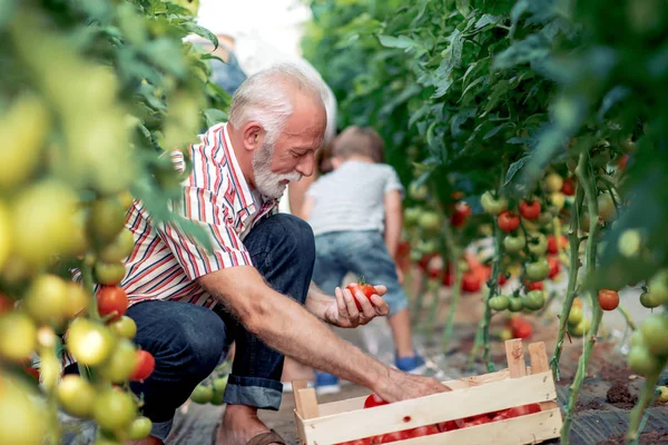 Oude Mannelijke Boer Oppakken Van Tomaten Oogst Kas Bij Daglicht — Stockfoto