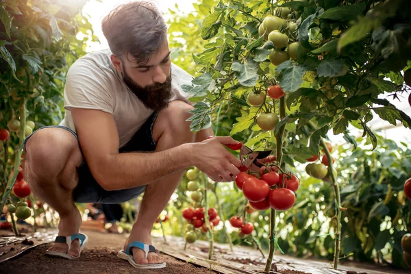Agricultor Sexo Masculino Recolhendo Colheita Tomates Estufa Luz Dia — Fotografia de Stock