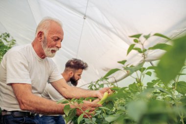 Baba oğul seradaki biber hasadını kontrol edin. İnsanlar, çiftçilik, bahçıvanlık ve tarım kavramı..