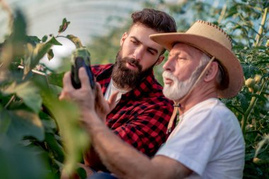İki patlıcan veya sebze bahçesinde mans. Hasat kavramı veya sebze satışı. 